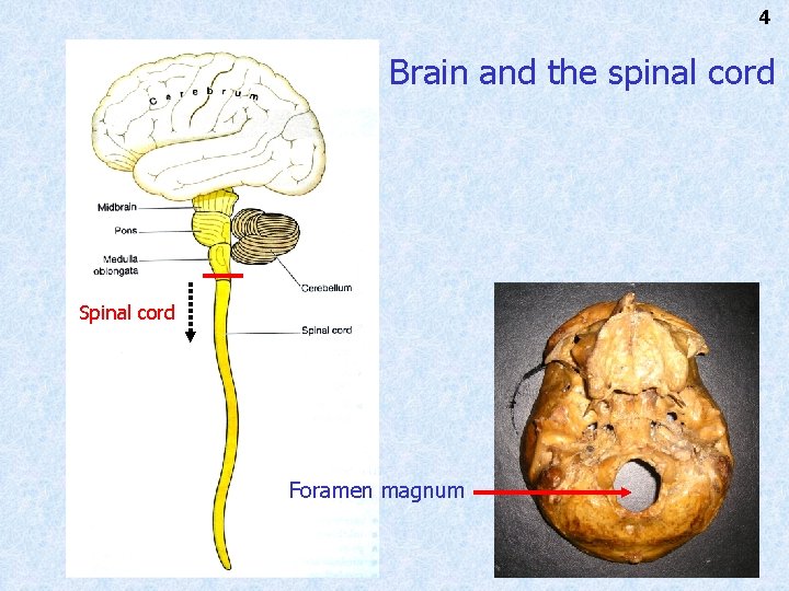 4 Brain and the spinal cord Spinal cord Foramen magnum 