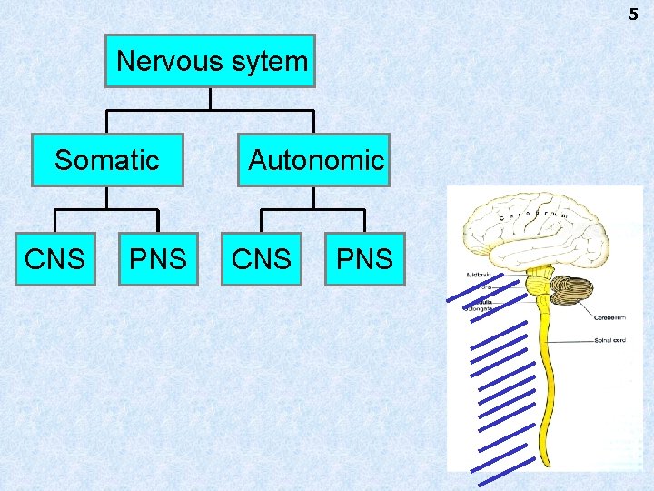 5 Nervous sytem Somatic CNS PNS Autonomic CNS PNS 