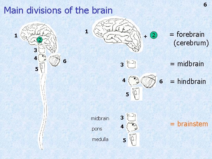 6 Main divisions of the brain 1 1 2 3 4 = forebrain (cerebrum)