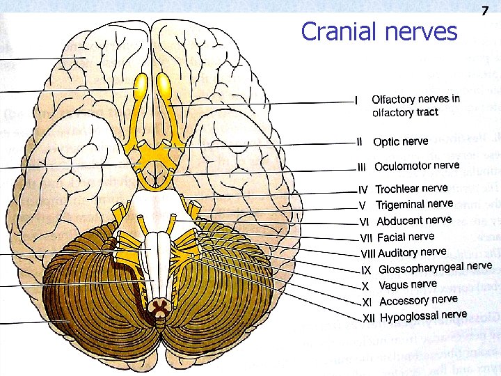 Cranial nerves 7 