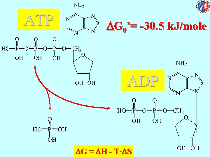 ATP DG 0’= -30. 5 k. J/mole ADP O HO P OH OH DG