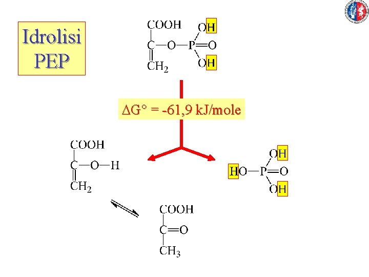 Idrolisi PEP DG° = -61, 9 k. J/mole 