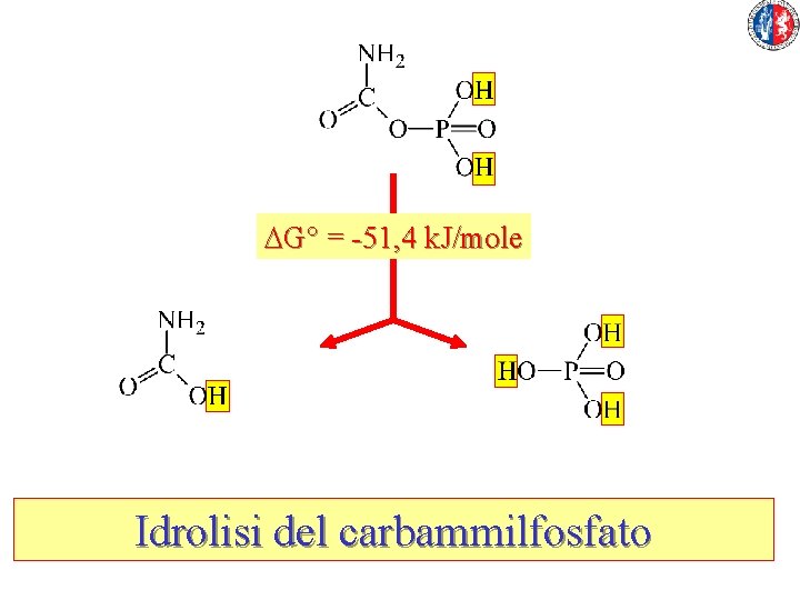 DG° = -51, 4 k. J/mole Idrolisi del carbammilfosfato 