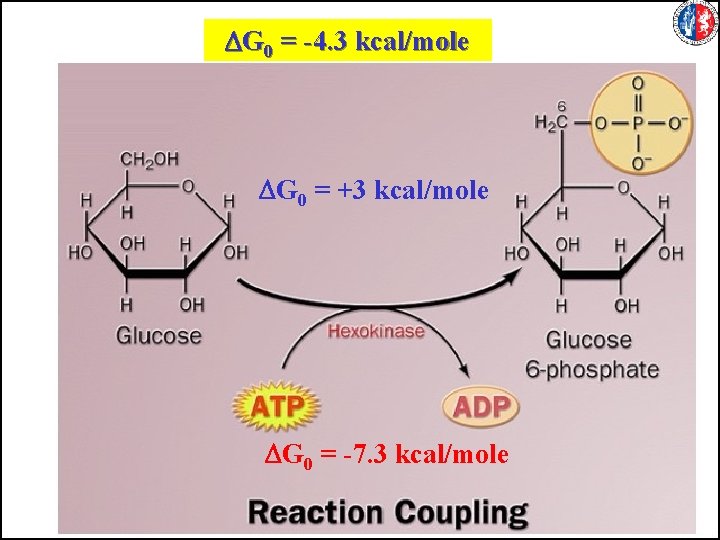 DG 0 = -4. 3 kcal/mole DG 0 = +3 kcal/mole DG 0 =