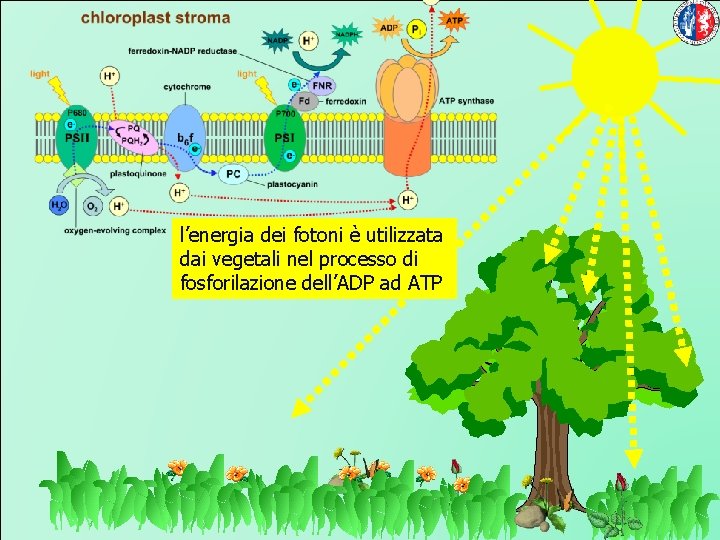 l’energia dei fotoni è utilizzata dai vegetali nel processo di fosforilazione dell’ADP ad ATP