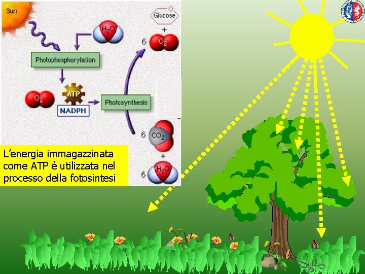 L’energia immagazzinata come ATP è utilizzata nel processo della fotosintesi 