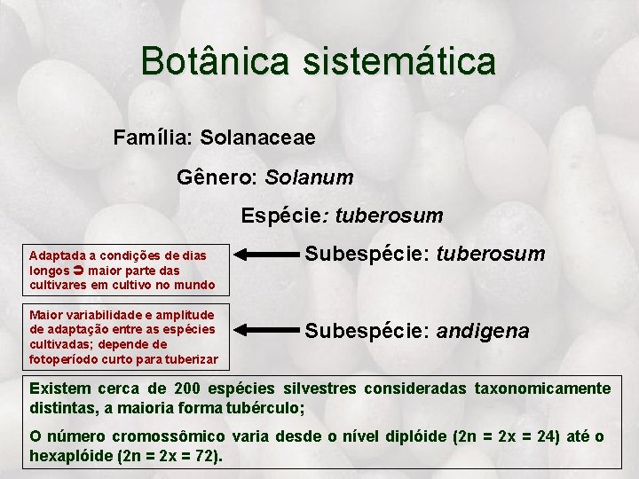 Botânica sistemática Família: Solanaceae Gênero: Solanum Espécie: tuberosum Adaptada a condições de dias longos