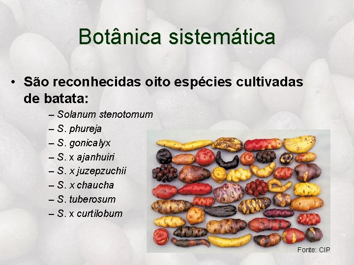 Botânica sistemática • São reconhecidas oito espécies cultivadas de batata: – Solanum stenotomum –