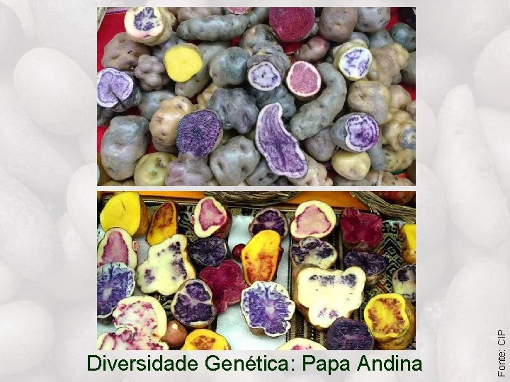 Fonte: CIP Diversidade Genética: Papa Andina 