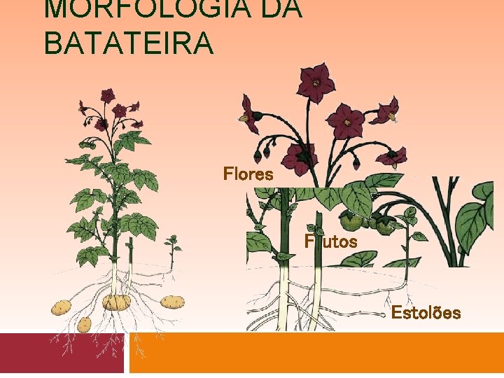 MORFOLOGIA DA BATATEIRA Flores Frutos Estolões 