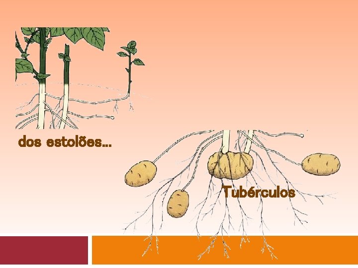 dos estolões. . . Tubérculos 