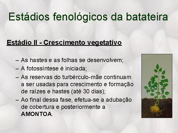 Estádios fenológicos da batateira Estádio II - Crescimento vegetativo – As hastes e as