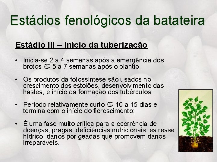 Estádios fenológicos da batateira Estádio III – Início da tuberização • Inicia-se 2 a