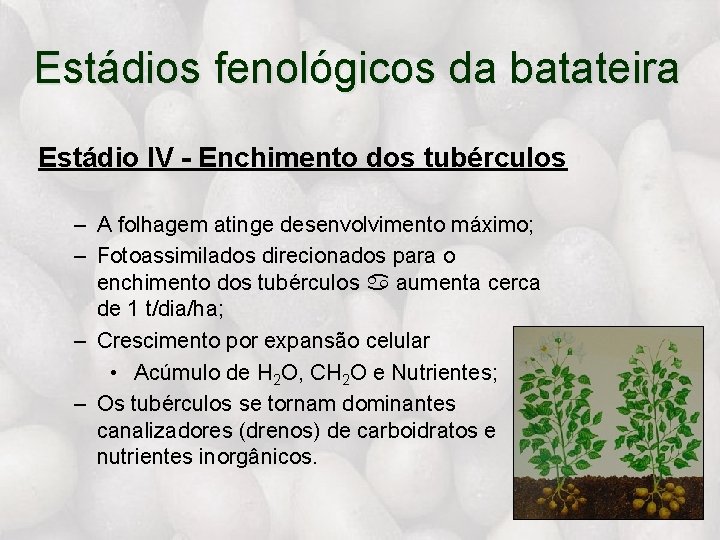 Estádios fenológicos da batateira Estádio IV - Enchimento dos tubérculos – A folhagem atinge