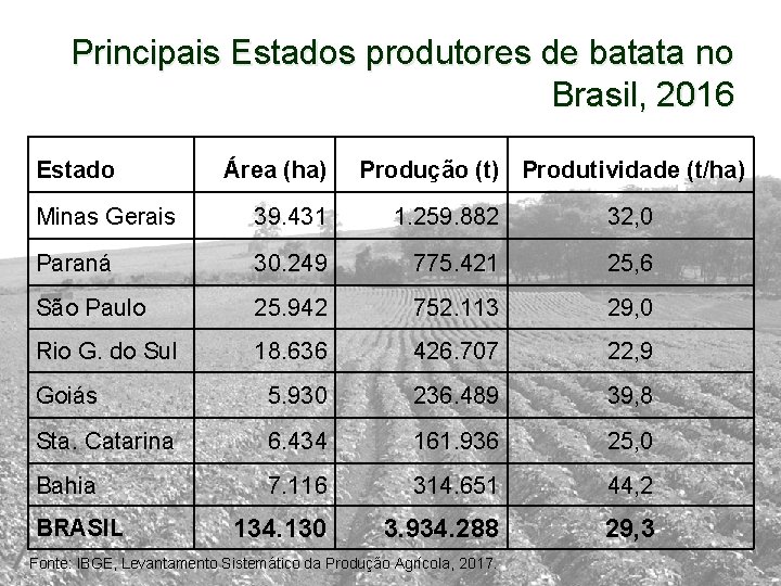 Principais Estados produtores de batata no Brasil, 2016 Estado Área (ha) Produção (t) Produtividade