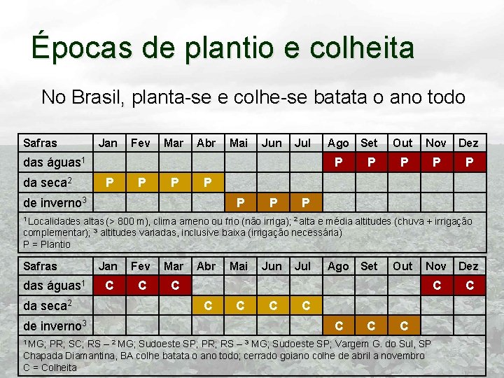 Épocas de plantio e colheita No Brasil, planta-se e colhe-se batata o ano todo