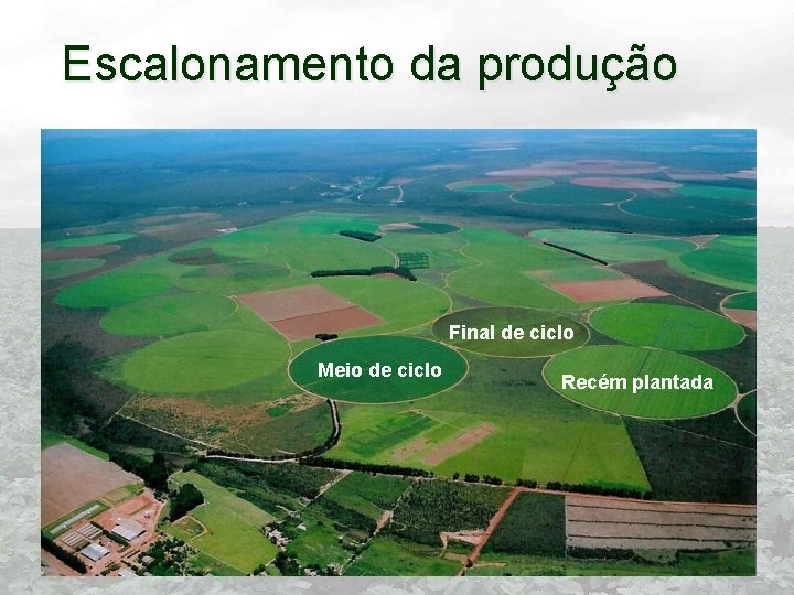 Escalonamento da produção Final de ciclo Meio de ciclo Recém plantada 