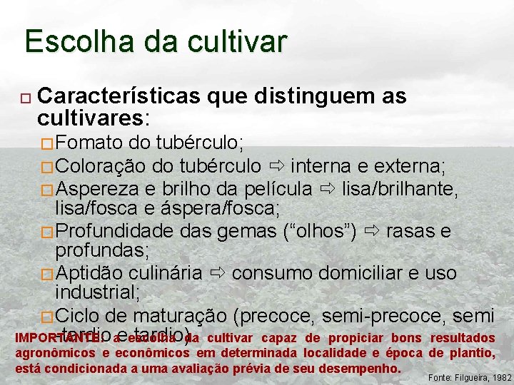 Escolha da cultivar Características que distinguem as cultivares: � Fomato do tubérculo; � Coloração