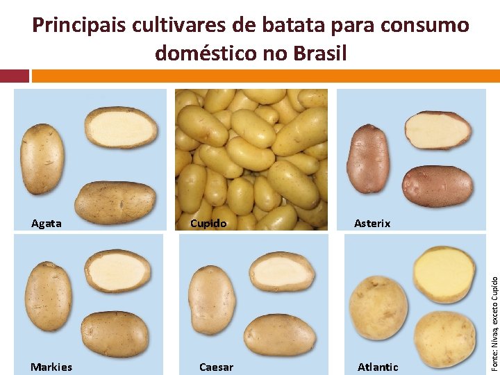 Principais cultivares de batata para consumo doméstico no Brasil Markies Cupido Caesar Asterix Atlantic