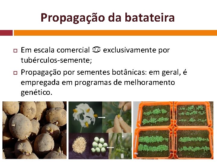 Propagação da batateira Em escala comercial exclusivamente por tubérculos-semente; Propagação por sementes botânicas: em