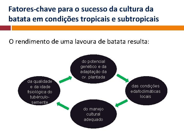 Fatores-chave para o sucesso da cultura da batata em condições tropicais e subtropicais O