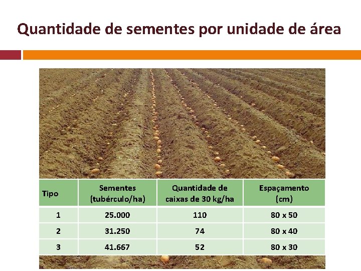 Quantidade de sementes por unidade de área Sementes (tubérculo/ha) Quantidade de caixas de 30