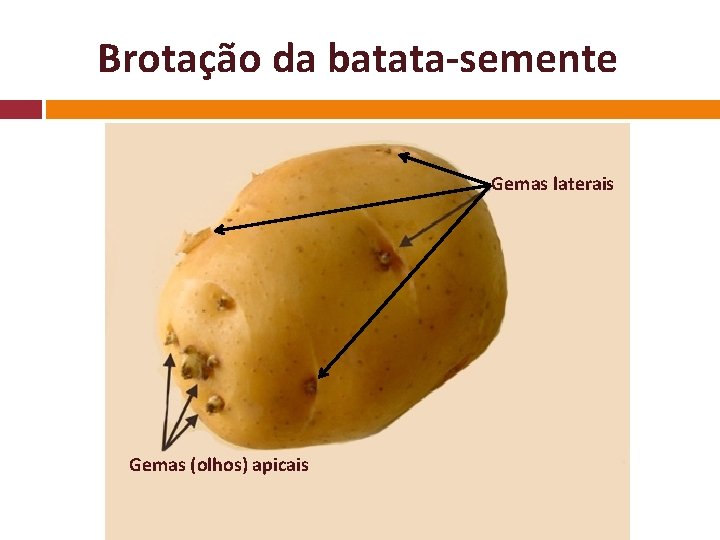 Brotação da batata-semente Gemas laterais Gemas (olhos) apicais 