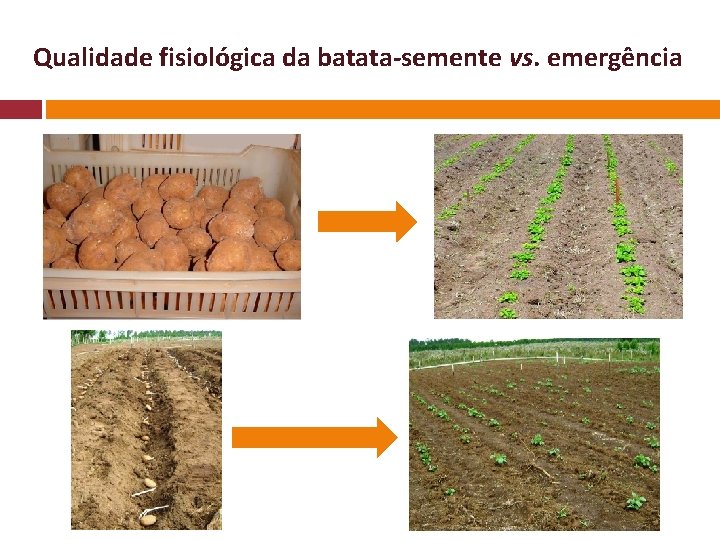 Qualidade fisiológica da batata-semente vs. emergência 