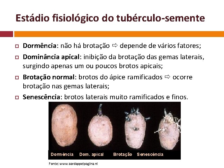 Estádio fisiológico do tubérculo-semente Dormência: não há brotação depende de vários fatores; Dominância apical: