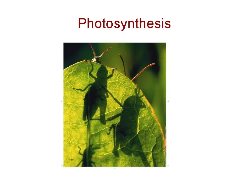 Photosynthesis 