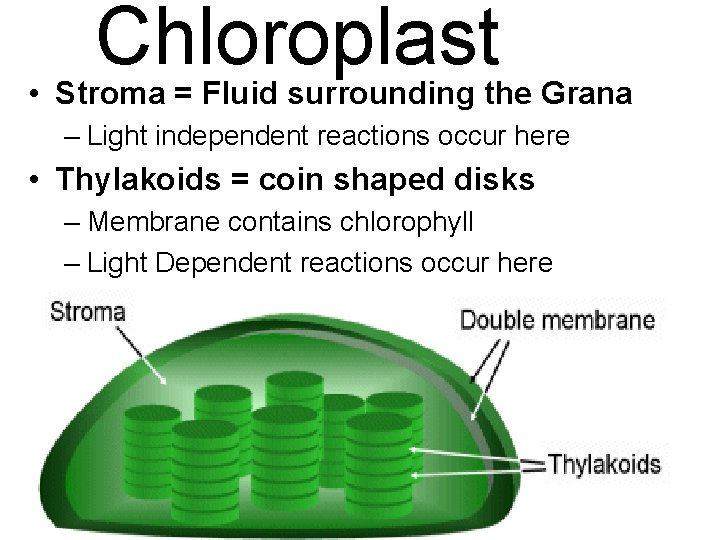 Chloroplast • Stroma = Fluid surrounding the Grana – Light independent reactions occur here