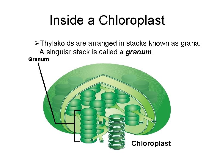 Inside a Chloroplast ØThylakoids are arranged in stacks known as grana. A singular stack