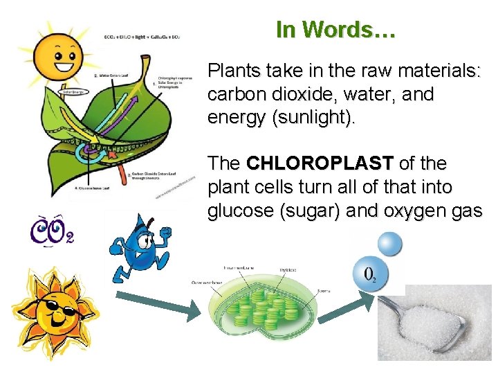 In Words… Plants take in the raw materials: carbon dioxide, water, and energy (sunlight).