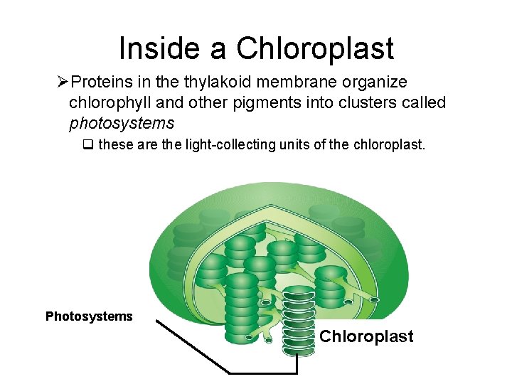 Inside a Chloroplast ØProteins in the thylakoid membrane organize chlorophyll and other pigments into