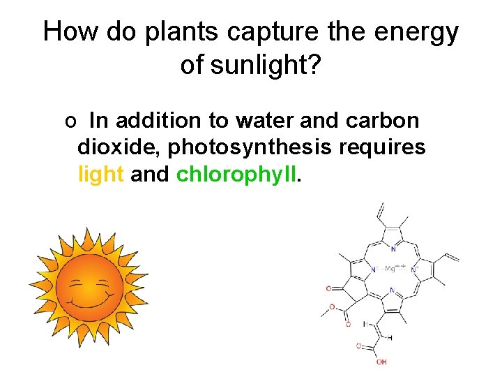 How do plants capture the energy of sunlight? o In addition to water and
