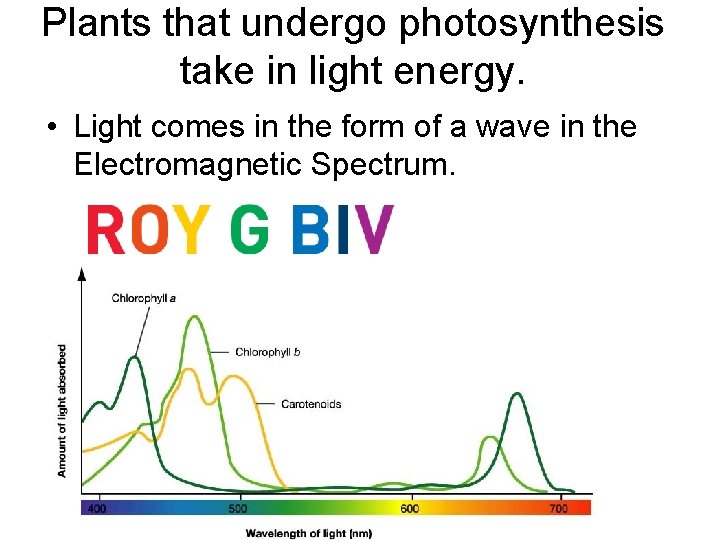 Plants that undergo photosynthesis take in light energy. • Light comes in the form