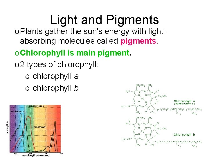 Light and Pigments o Plants gather the sun's energy with lightabsorbing molecules called pigments.