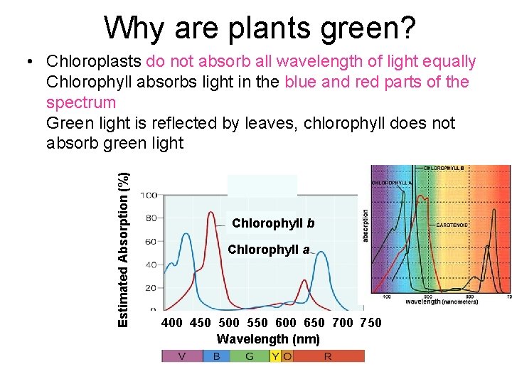 Why are plants green? Estimated Absorption (%) • Chloroplasts do not absorb all wavelength