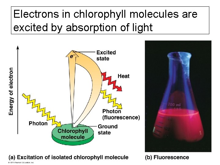 Electrons in chlorophyll molecules are excited by absorption of light 