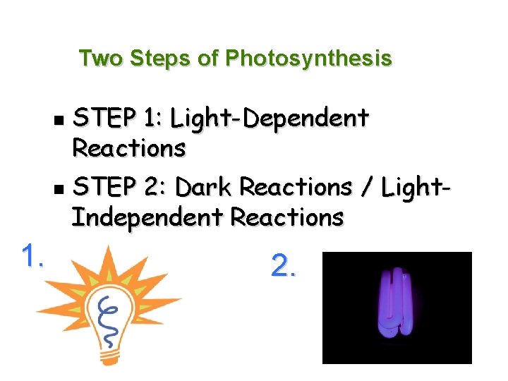 Two Steps of Photosynthesis STEP 1: Light-Dependent Reactions n STEP 2: Dark Reactions /