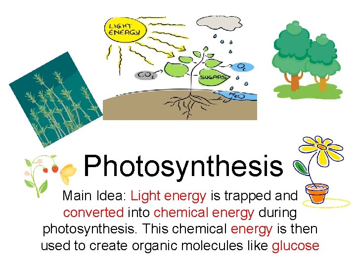 Photosynthesis Main Idea: Light energy is trapped and converted into chemical energy during photosynthesis.