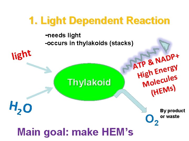 1. Light Dependent Reaction -needs light -occurs in thylakoids (stacks) Thylakoid H 2 O