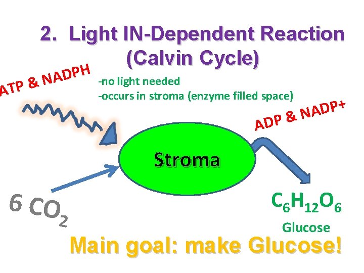 2. Light IN-Dependent Reaction (Calvin Cycle) ATP H P D A &N -no light