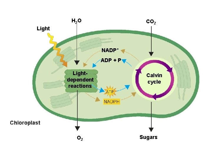 H 2 O CO 2 Light NADP+ ADP + P Lightdependent reactions Calvin cycle