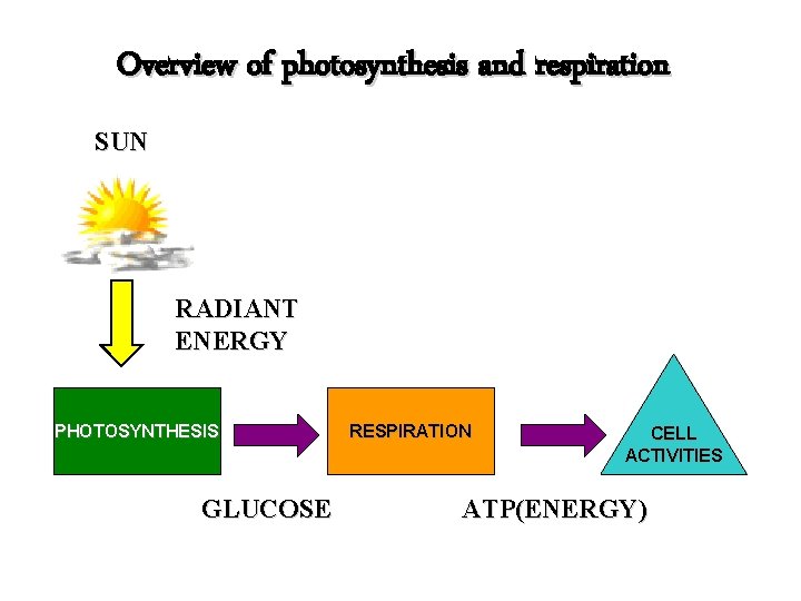 Overview of photosynthesis and respiration SUN RADIANT ENERGY PHOTOSYNTHESIS GLUCOSE RESPIRATION CELL ACTIVITIES ATP(ENERGY)