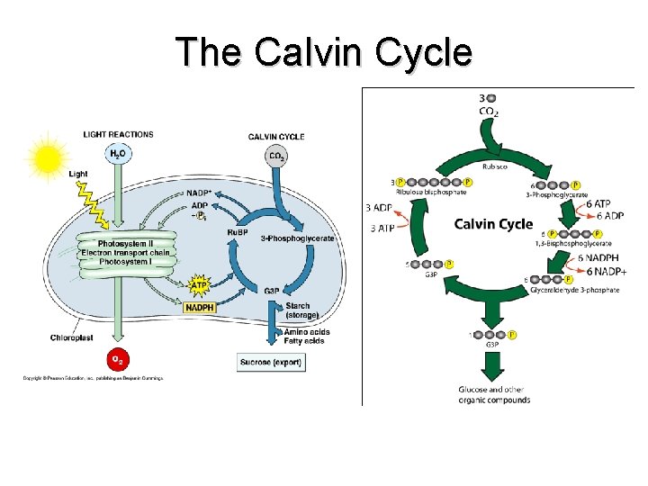 The Calvin Cycle 