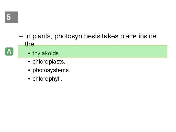 5 – In plants, photosynthesis takes place inside the • • thylakoids. chloroplasts. photosystems.