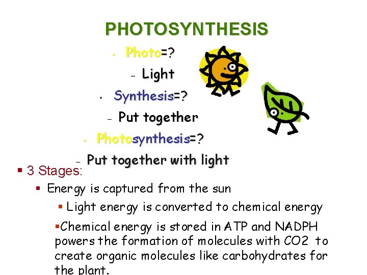 PHOTOSYNTHESIS • Photo=? – Synthesis=? • – § 3 Stages: Light Put together Photosynthesis=?