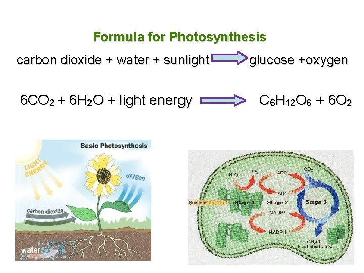 Formula for Photosynthesis carbon dioxide + water + sunlight 6 CO 2 + 6