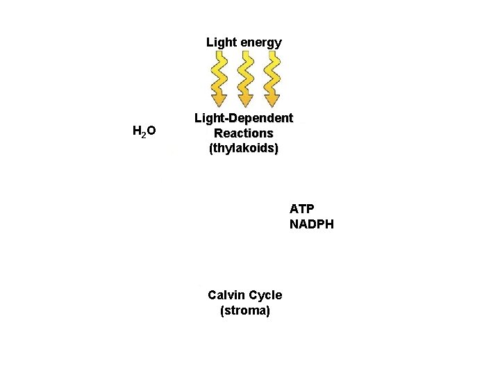 Light energy H 2 O Light-Dependent Reactions (thylakoids) ADP + NADP Sugar O 2